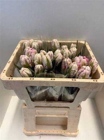 <h4>Tu Pa Silver Parrot Design</h4>