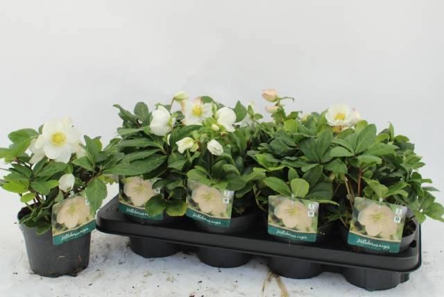 <h4>HELL NI ADVENT STAR</h4>