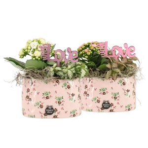 21737: Lovess arrangement