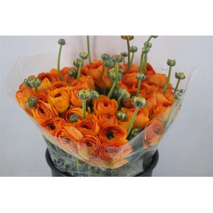 Ran Cloni Sup Lambada