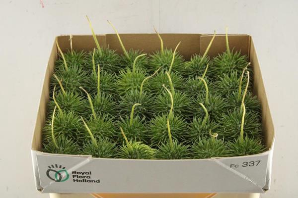 <h4>Sierfruit Cucumis Hirsutus</h4>