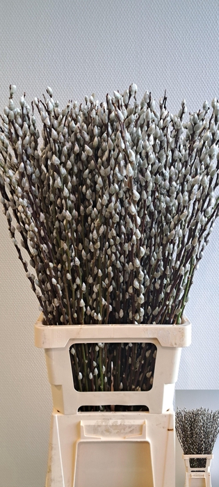 <h4>SALIX CA SNOW FLAKE</h4>