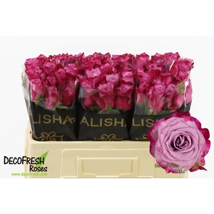 R Gr Deep Purple Alisha