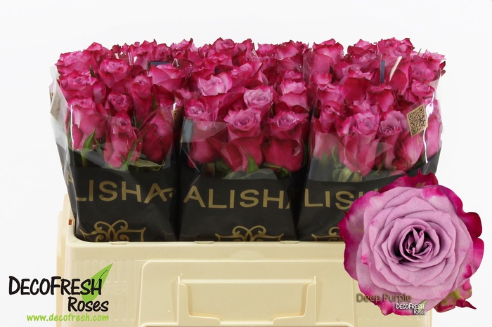 <h4>R Gr Deep Purple Alisha</h4>