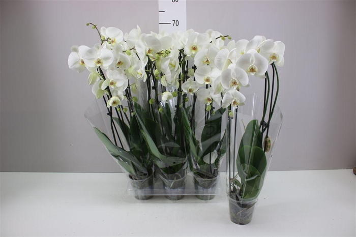 <h4>Phal Cascade Wit 2 Tak</h4>