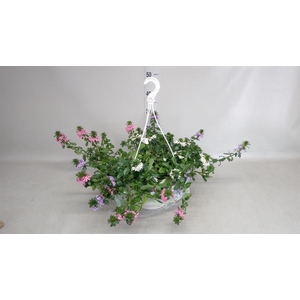 Scaevola aemula   ...