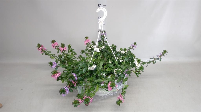 Scaevola aemula   ...