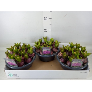 Hyacinthus orie.   ...