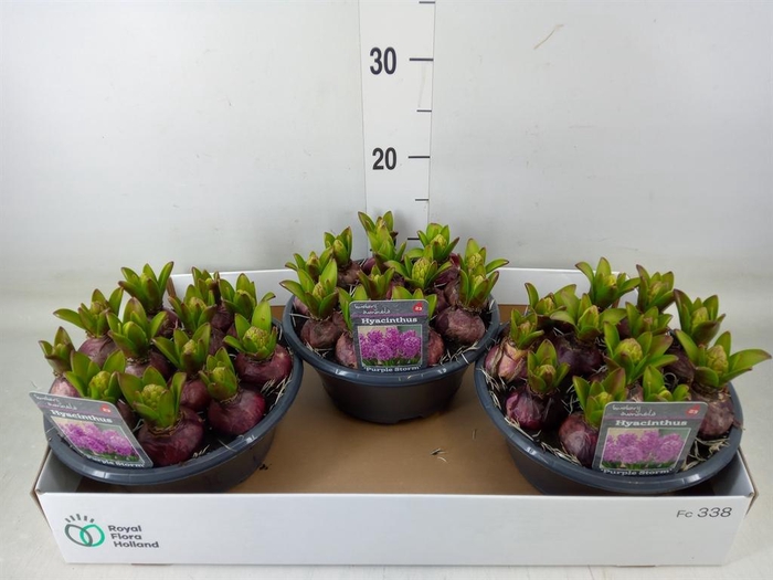 <h4>Hyacinthus orie.   ...</h4>