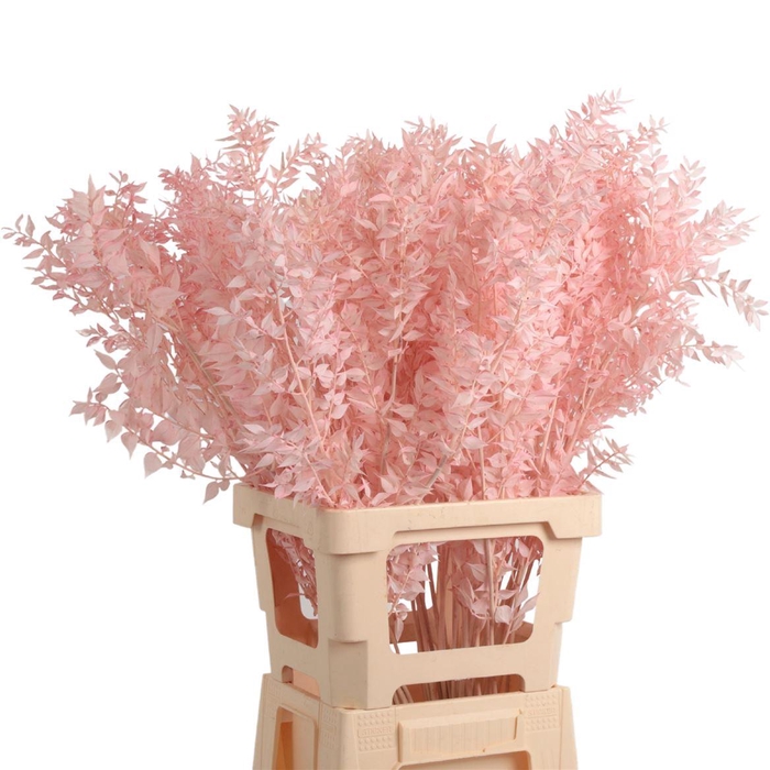 <h4>Ruscus Gebleekt</h4>