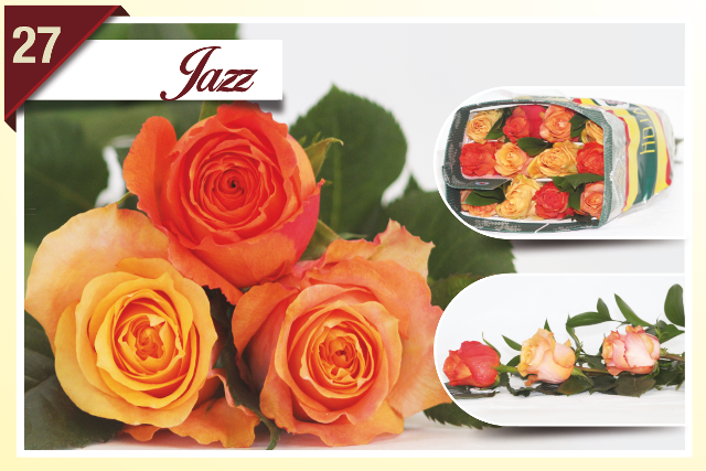 <h4>R Gr Rainbow Jazz 40cm EC</h4>