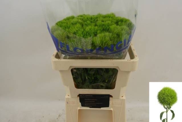 <h4>DI BARB GREEN TRICK</h4>
