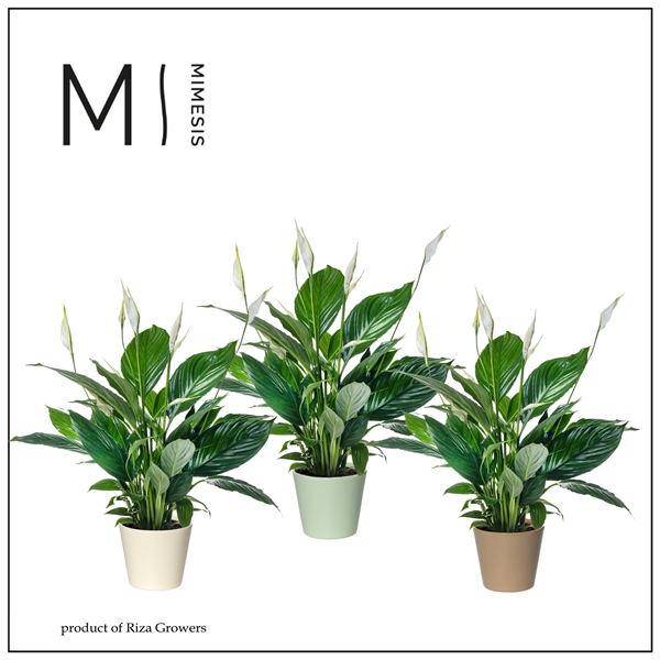 <h4>Mimesis Spathiphyllum Pico Cupido - 13 cm in Amanda keramiek</h4>