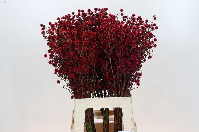 <h4>Stillingia Red</h4>