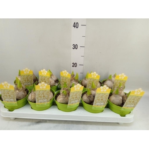 Hyacinthus orie.   ...