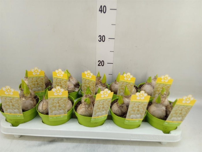 <h4>Hyacinthus orie.   ...</h4>