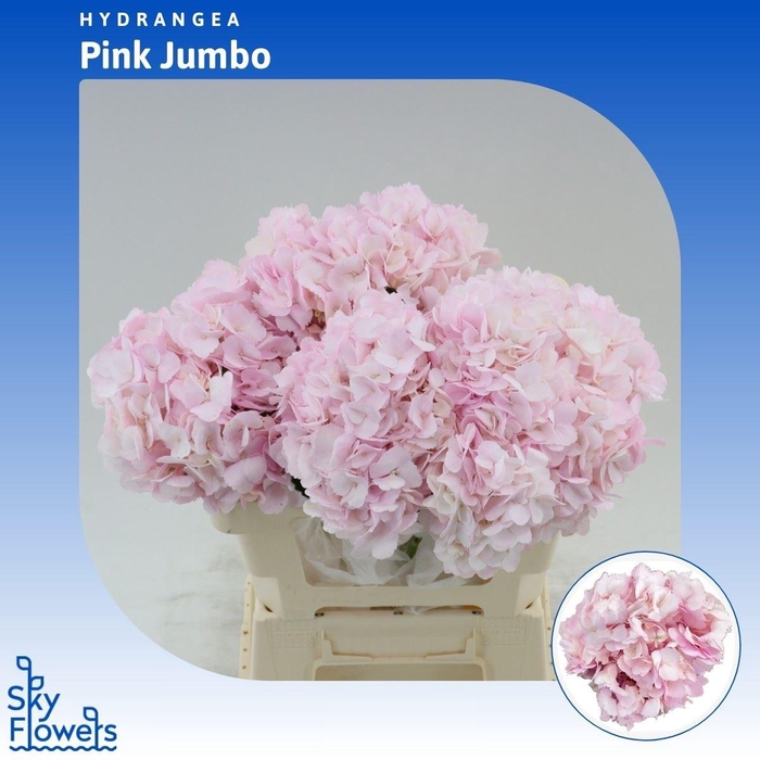 <h4>HYDRANGEA PINK*</h4>