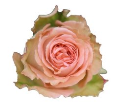 <h4>R Gr Country Home Peach 40cm EC</h4>