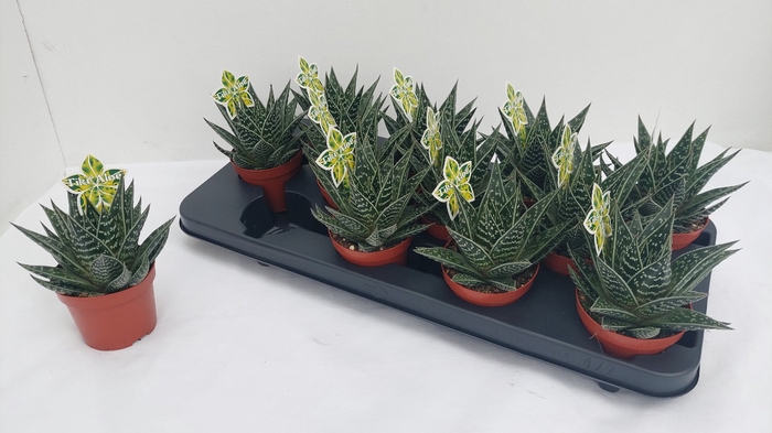 <h4>ALOE TIKI TAHI</h4>