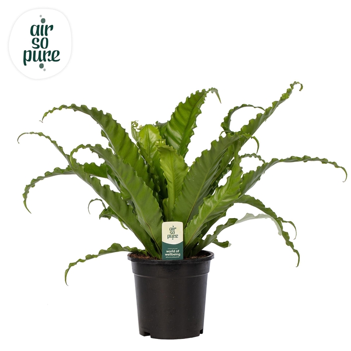 <h4>Asplenium antiquum 'Osaka'</h4>
