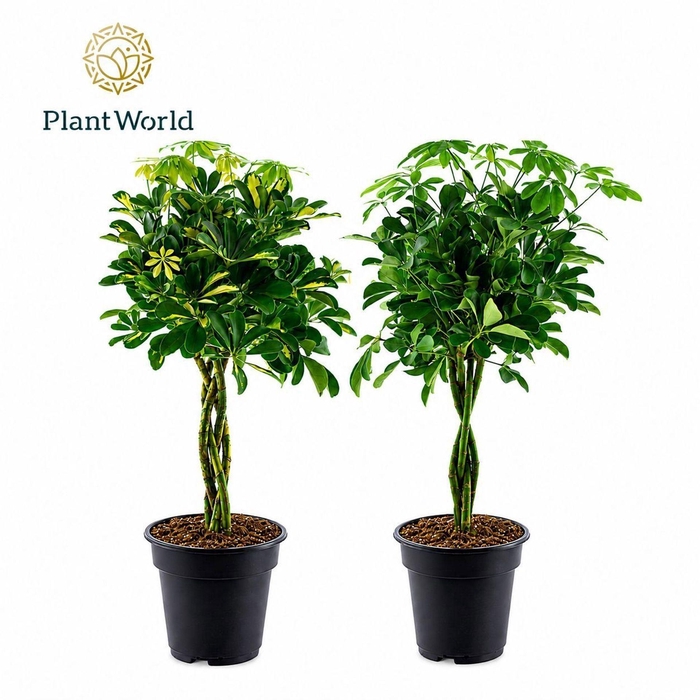 <h4>Schefflera</h4>