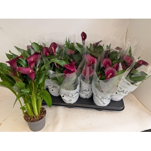 ZANT ROYAL VALENTINE