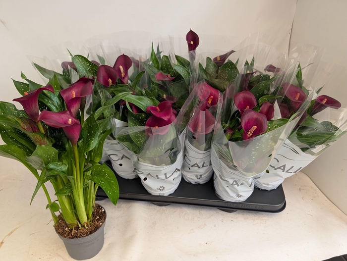 <h4>ZANT ROYAL VALENTINE</h4>