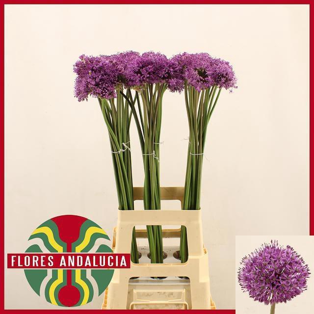 <h4>ALLIUM GLADIATOR</h4>