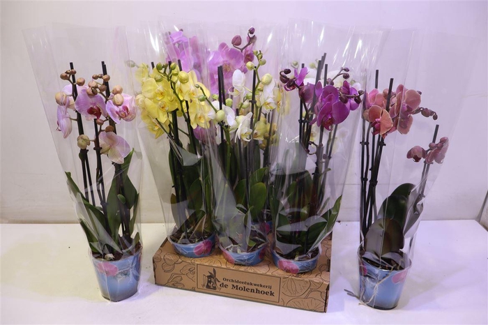 <h4>Phal Gem 4 Kl</h4>