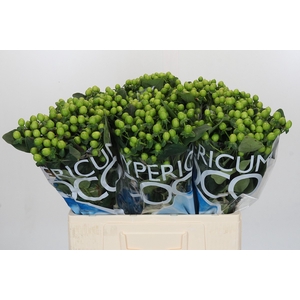Hypericum Coco Bamboo