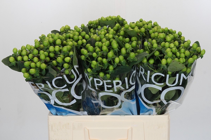 <h4>Hypericum Coco Bamboo</h4>