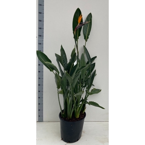 STRELITZIA REGIN BL