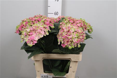 <h4>Hydr M Mag Coral</h4>