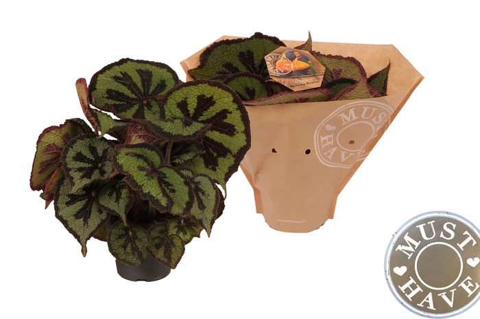 <h4>Begonia BD masoniana</h4>