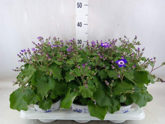 <h4>Pericallis CR 'Senetti Violet Bico'</h4>