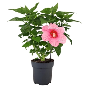 Hibiscus Extreme Hot Pink p17