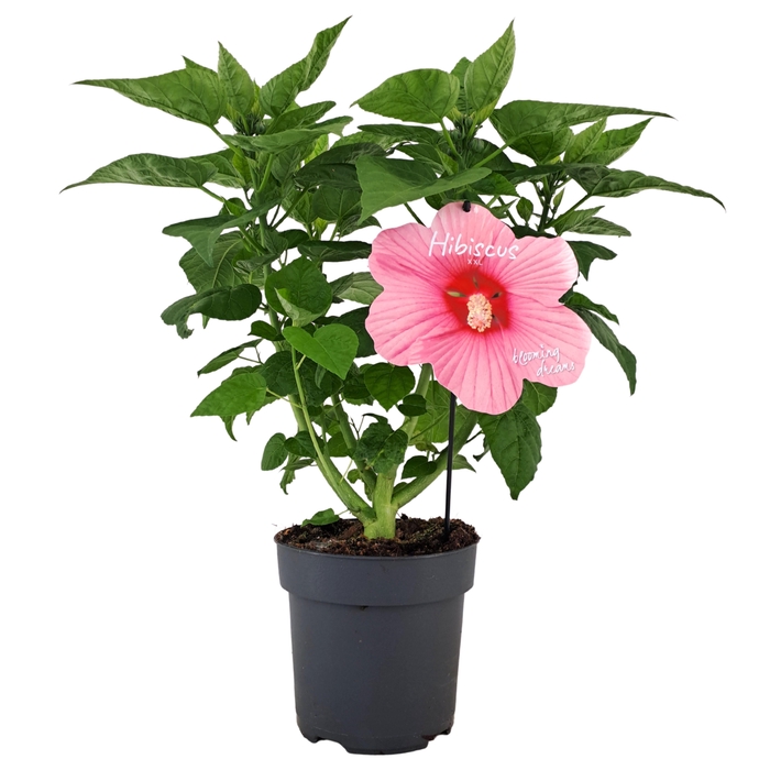 <h4>Hibiscus Extreme Hot Pink p17</h4>