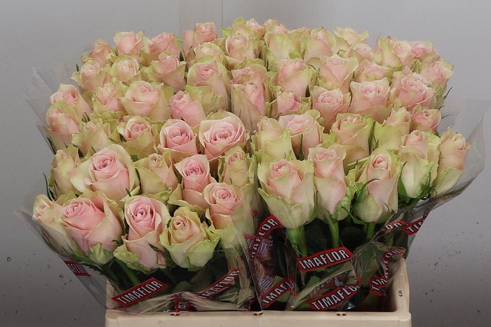 <h4>R Gr Pink Athena</h4>