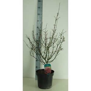 Acer palmatum 'Shaina' P26 Full CC