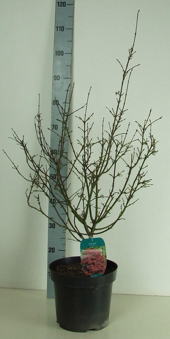 <h4>Acer palmatum 'Shaina' P26 Full CC</h4>