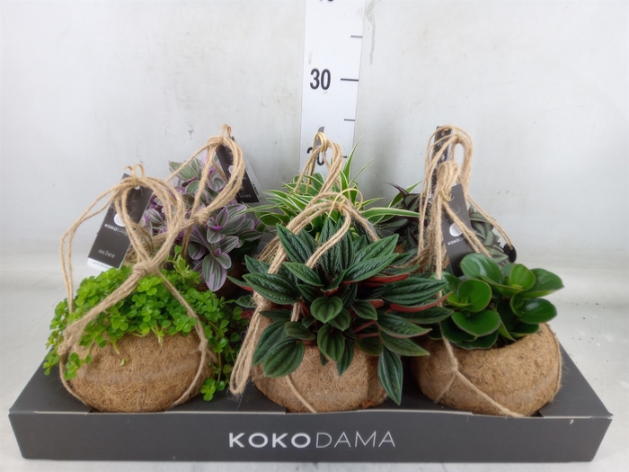 <h4>Planten Groen   ...mix  3</h4>