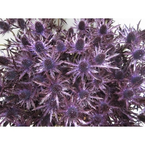 Eryng Orion Aubergine / Gli L6