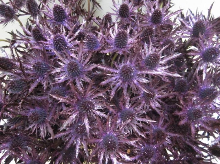 <h4>Eryng Orion Aubergine / Gli L6</h4>