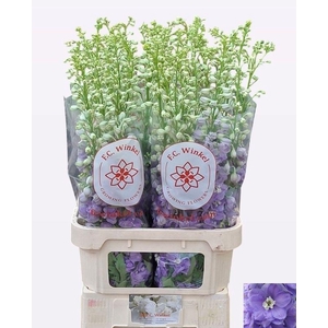 DELPH DU AURORA LAVE