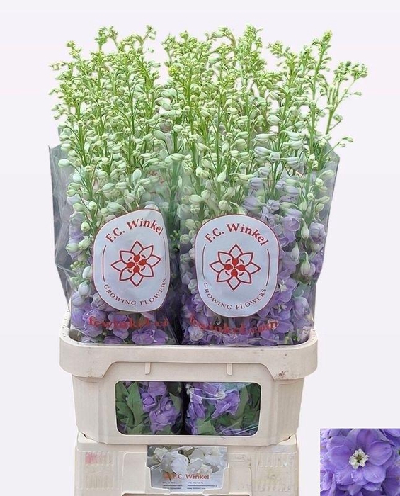 <h4>DELPH DU AURORA LAVE</h4>