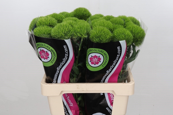 Dianthus Ba Gr Green Queen