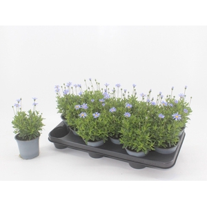 Felicia Felicitara Blue