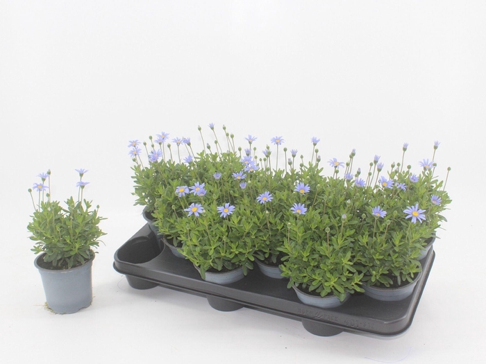 <h4>Felicia Felicitara Blue</h4>