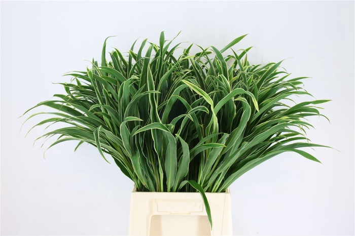 <h4>Cordyline Fountain Green Top</h4>