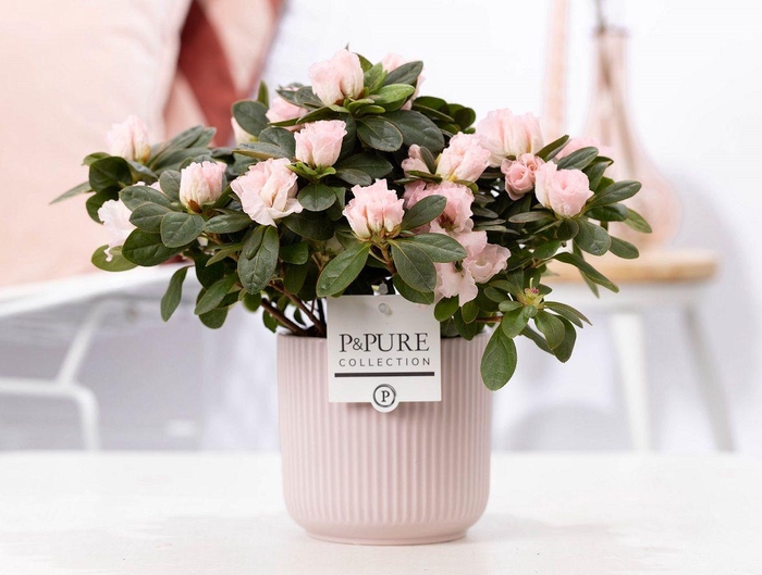 <h4>1st class Azalea pink in P&PURE Sophie ceramics pink</h4>